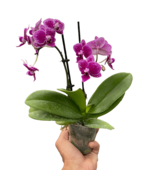Orchid &#39;Purple Spotted Phalaenopsis&#39;-3&quot; Pot / Double Spike - $2,413.16 MXN