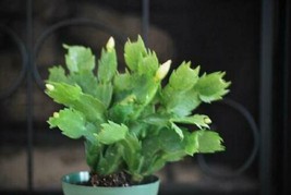 4&quot; Pot Zygocactus Orange Christmas Cactus Live Plant Best Gift Xmas Outdo/Indoor - £43.49 GBP