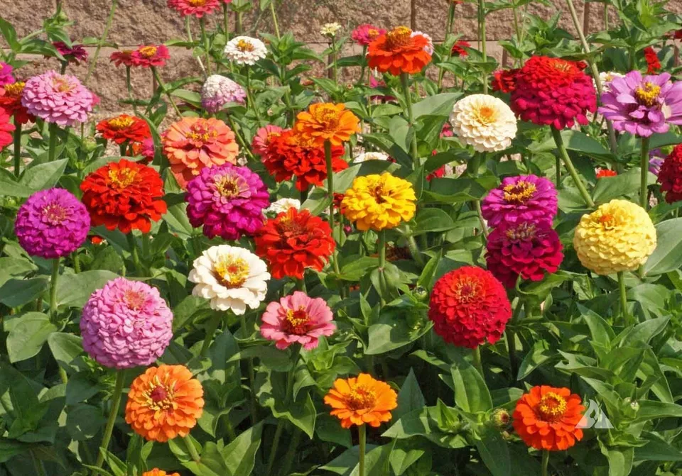 Mid-Sized Pumila Cut and Come Again Zinnia Flower 50 Seed  - $9.50