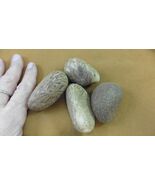 tn-19-10) 4 large natural Tagua Nut whole nuts craft Carving Dried plain... - $458.41 MXN