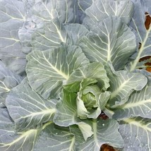 Fresh 2000 Morris Collard Seeds Non-Gmo Heirloom . - £7.15 GBP