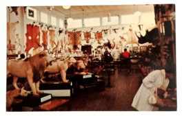 Morse Taxidermy Museum Animal Skins Tusks Warren NH Dexter Postcard c196... - $14.99