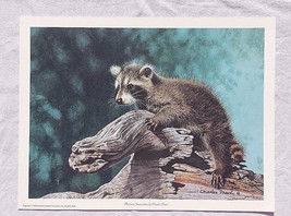 CHARLES FRACE Raccoon Open Edition Wild Coon Animal Art Print Nature Ringtail - £22.99 GBP