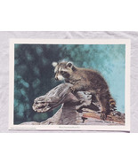 CHARLES FRACE Raccoon Open Edition Wild Coon Animal Art Print Nature Rin... - $28.53