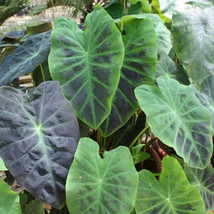 Colocasia Esculenta Black Beauty Taro 1 Freshly Dug Plant Bulb Fresh Seeds - £33.55 GBP