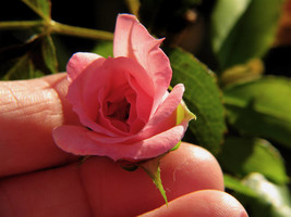 pink miniature roses seeds- 20 seeds - code 169 - $5.00