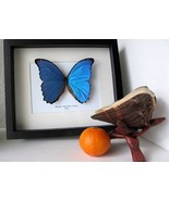 Giant Blue Morpho Menelaus Didius Real Butterfly Taxidermy Framed Shadowbox - $112.72 CAD