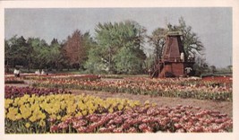 Holland Michigan MI Tulip Time Postcard C25 - £2.24 GBP