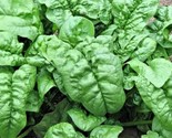 Noble Giant Spinach 100 Seeds Non-Gmo Fast Shipping - $7.99