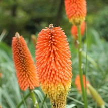 Fresh Red Hot Poker Seed Kniphofia Uvaria Flower Seeds 2000 Seeds Fast S... - $18.88