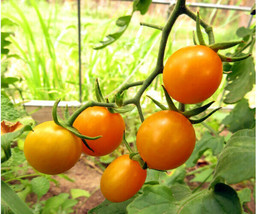 Golden Sugar Grape - one of the sweetest salad tomatoes you can grow - £3.93 GBP