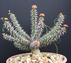 BStore 10 Seeds Store Euphorbia Gottlebei Exotic Caudex Madagascar Succulent Rar - £15.76 GBP