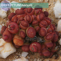 SL Oophytum Nanum Seeds, Professional Pack, 15 Seeds, Red Aizoaceae From Germany - $12.45