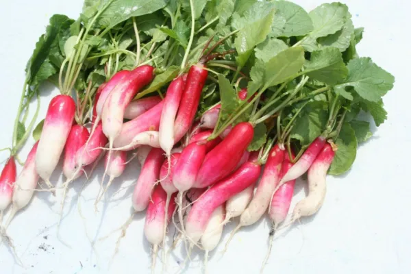 700+ China Rose Radish Seeds Non - Gmo Organic Fresh Harvest Great Taste Garden - £7.97 GBP