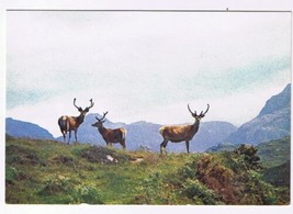 United Kingdom UK Scotland Postcard RPPC Red Deer In Scottish Highlands - $2.96