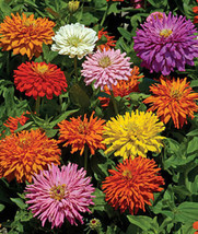 New 50 Cactus Double Mix Zinnia Flower Seeds 4 Inch Quilled Flowers AnnualFrom U - $8.35