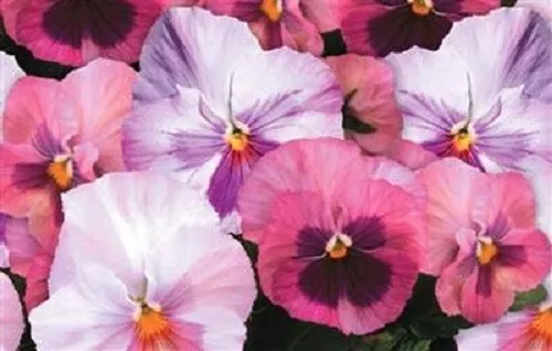 50 Pansy Seeds Delta Premium Pink Shades - $13.00