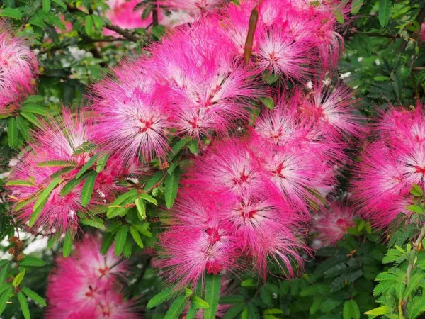 30 New Mimosa Silk Tree Seeds, Albizia Julibrissin, Very Showy And Attractive Fl - £16.05 GBP