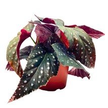 Harmony&#39;s Tsunami Angel Wing Cane Begonia 6 inch Large Long Leaf Polka dot Borde - £43.71 GBP