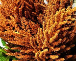 Amaranthus Hot Biscuits  Seed Mix 50 Seeds Non-Gmo Fast Shipping - $7.99