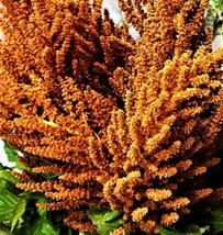 Amaranthus Hot Biscuits  Seed Mix 50 Seeds Non-Gmo Fast Shipping - £6.40 GBP