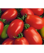 Tomato Napoli Paste Determinate 50 Seedsen Pollinated - £7.85 GBP