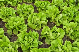 BStore 700 Seeds Butter Crunch Butterhead Lettuce Seeds (1 Gram) Fresh Harvest - $8.59