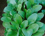 LWK 200 Tatsoi Black Knight Mustard Seeds Easy Grow - $13.32