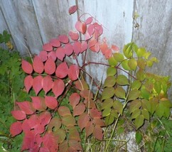 SEPTH Aralia Spinosa | Hercules Club | Devils Walking Stick | 10_Seeds - $24.00