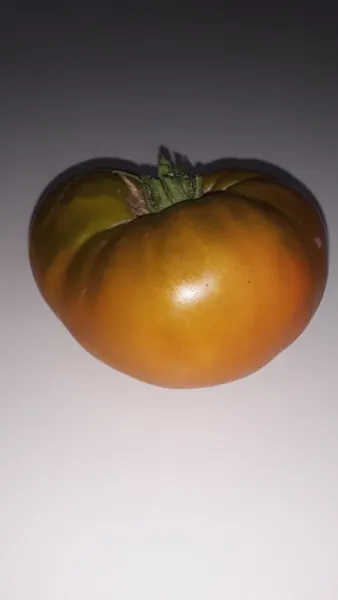 30 Thornburn&#39;S Terracotta Tomato Fresh Seeds - $13.99