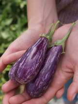 Eggplant Seeds - Fairy Tale Hybrid - Gardening - Outdoor Living - Free Shipping - £28.94 GBP