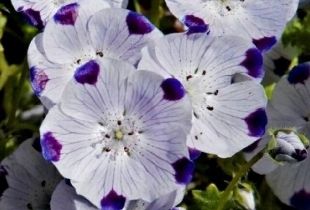 Best Fivespot 50 Best Seeds - Five Spot - $8.42