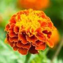 Marigold Sparky Mix Flowers Seeds - Organic - Non Gmo - Heirloom Seeds 10 Seeds - £8.64 GBP