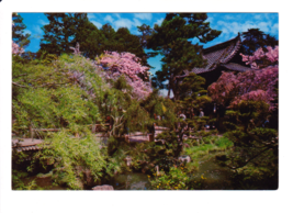 Japanese Tea Garden-San Fransisco CA-Cherry Blossom-Willow Tree-4x6 Postcard~CA1 - £3.92 GBP