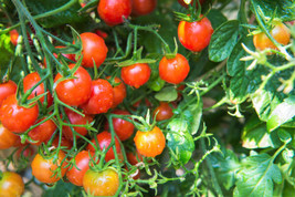Seeds 80 Sub Arctic Plenty Tomato Solanum Lycopersicum Red Determinate Heirloom - £21.24 GBP