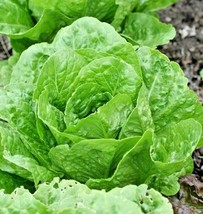 ArfanJaya 600 Paris Island Cos Romain Lettuce Seeds Organic Spring Fall - £6.59 GBP