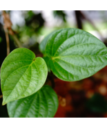 Organic Indian Betel Leaf Piper Lolot Tall Antioxidantpaan Leaf Plant No... - $8.57