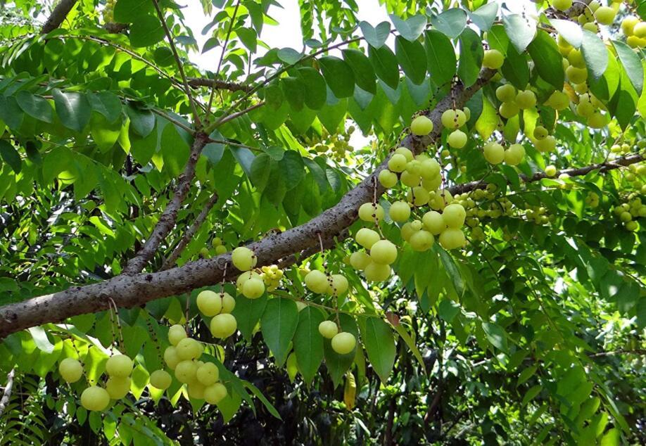 10Seeds Phyllanthus Emblica Seeds Indian Gooseberry Ing Hummingbirds And Butterf