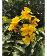 SEPTH Markhamia Lutea 500 Seeds Nile Tulip Trumpet or Siala Shrub or Sma... - $52.87