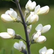 Baptisia Alba White Wild Indigo Seed Garden Fast Shipping - £7.10 GBP