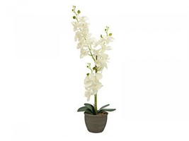 EUROPALMS Orchid, Artifical Plant, Cream, 31 1/2in - £20.10 GBP