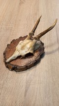 vintage Real  Skull with Horns, white bone, animal skull. Original 1920-... - $29.70