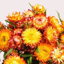 Strawflower King Size Orange Helichrysum Bracteatum 50 Flower Seeds Gardening US - £8.06 GBP