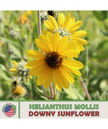 100 Downy Sunflower Seeds Helianthus Mollis Ashy Sunflower Fresh Seeds - $194.15 MXN