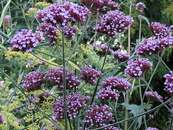 Verbena Bonariensis 233 Seeds Tall Verbena Hardy Purple Flowers Ez 2 Gro... - $6.38