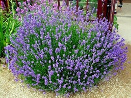 300 True English Lavender Seed Organic Herb Oils Fragrance Fresh Dried Repellent - £12.04 GBP