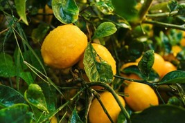 Meyer Lemon ? Tree Seeds Organic Nongmo - £7.66 GBP