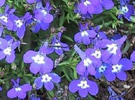 50 Lobelia Seeds Palace Blue Eye Multi Pelleted Seeds Starts Nursery Garden USA  - $9.50