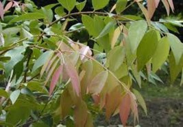 Thai Syzygium gratum Powder - Digestive Support &amp; Northern Thai Cooking ... - $460.35 MXN