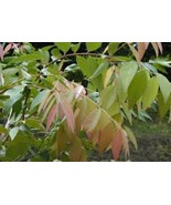 Thai Syzygium gratum Powder - Digestive Support &amp; Northern Thai Cooking ... - $460.35 MXN